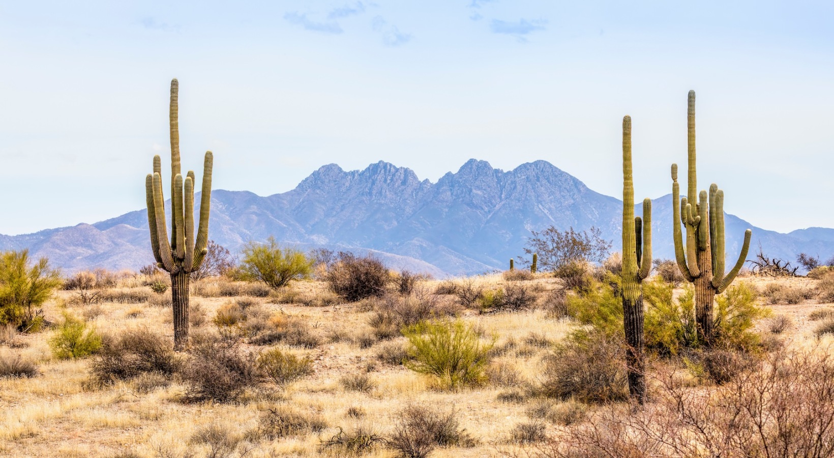 a desert with cactus