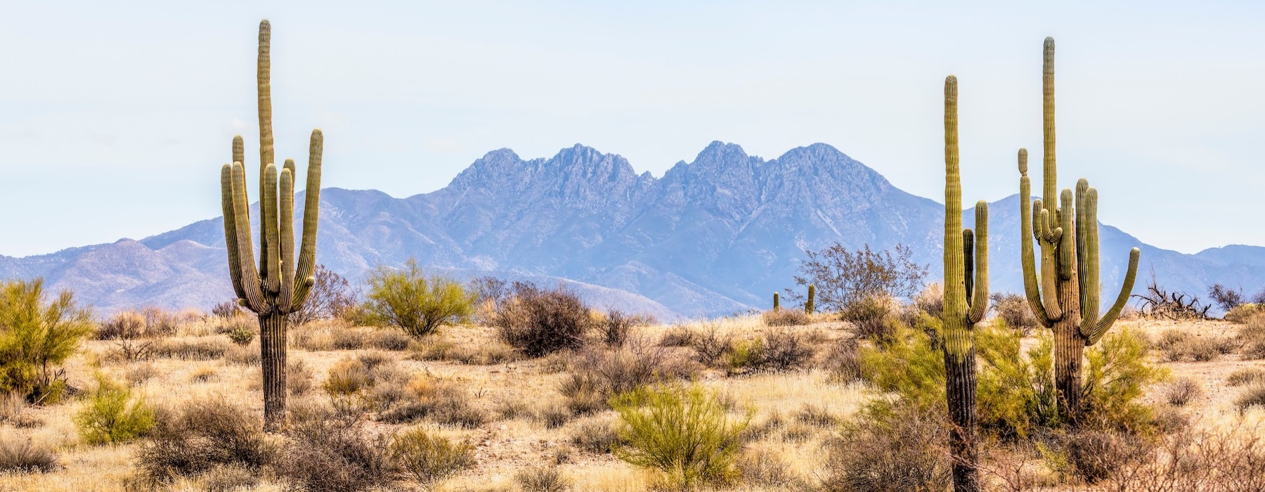 a desert with cactus