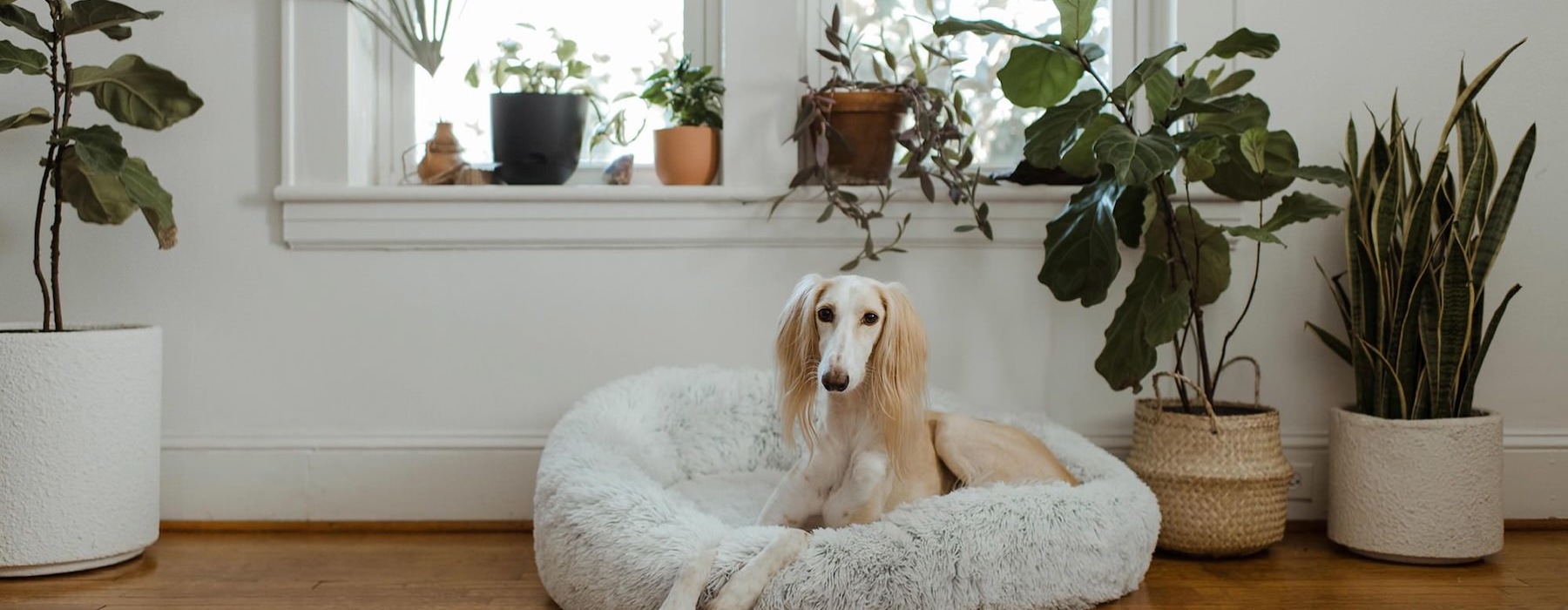 large dog sits in its bed under a windowsill full of potted plants